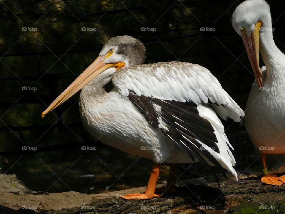 pelican