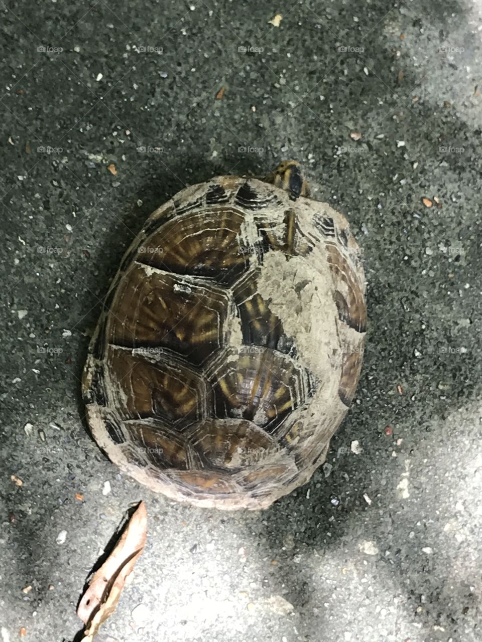 Turtle
