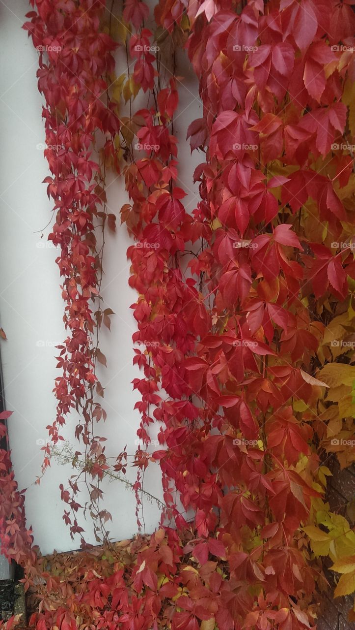 beautiful colourful autumn