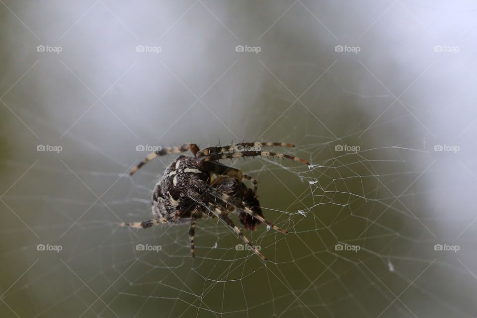 Spider on its web