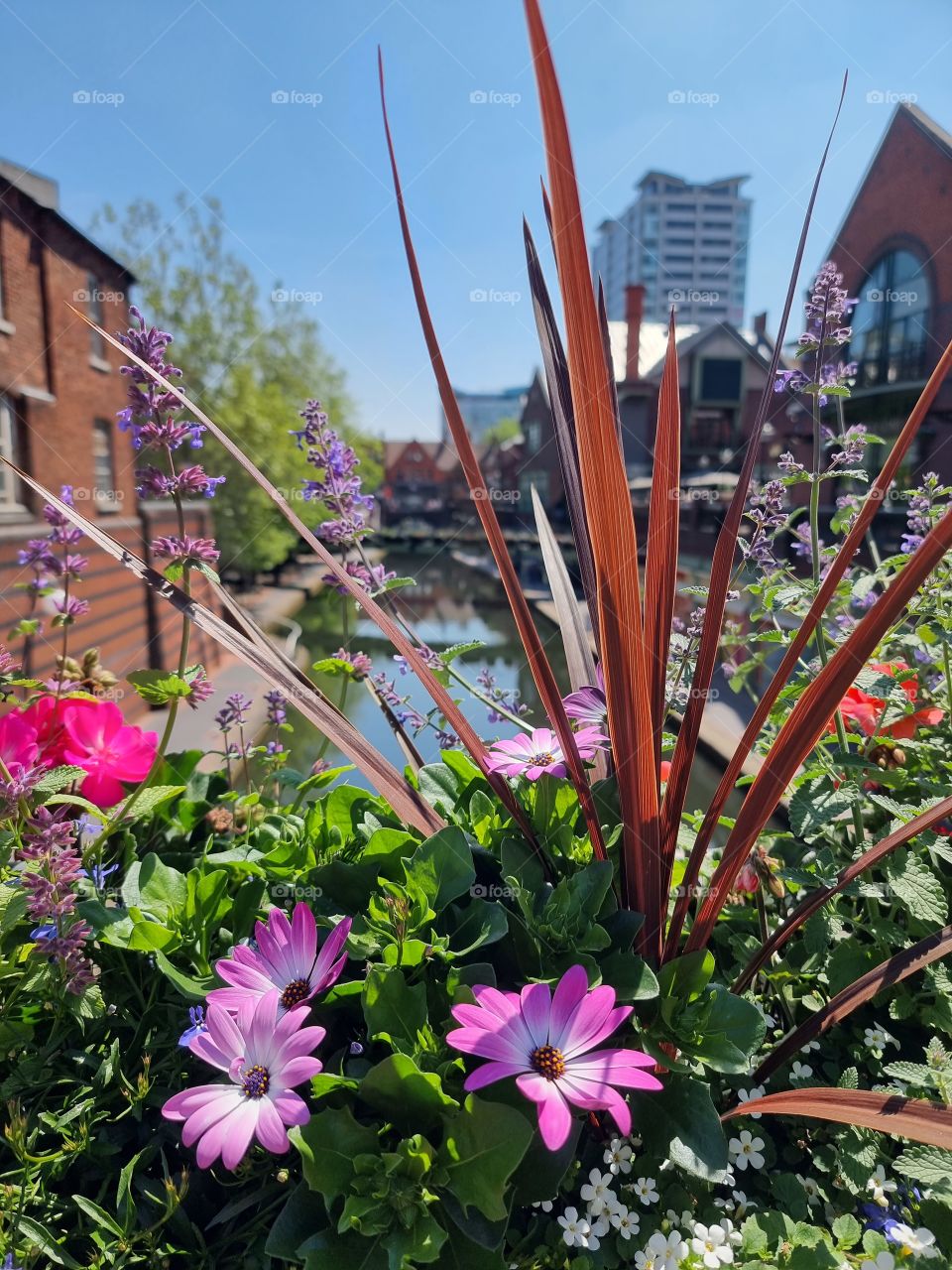 amazing flowers 💐