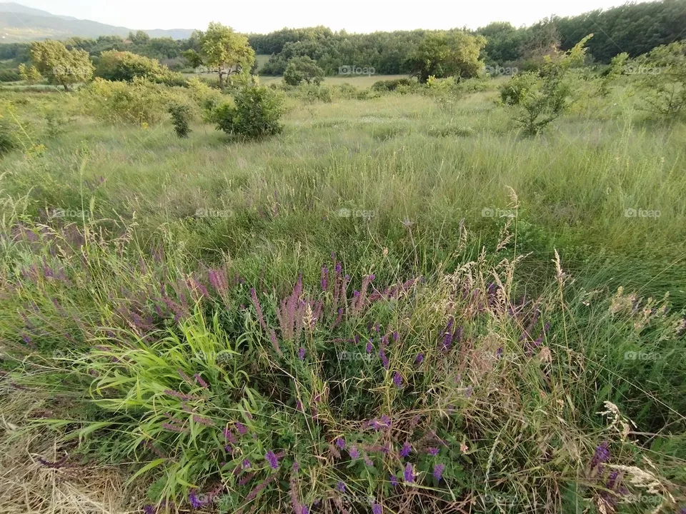 Fields