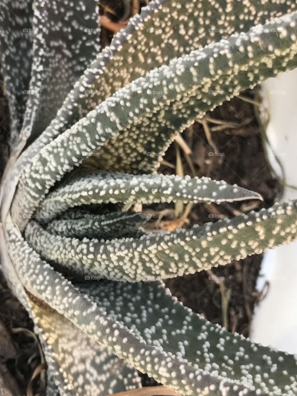 Cactus con pintitas blancas 