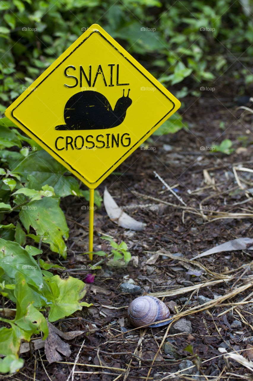 Snail Crossing 