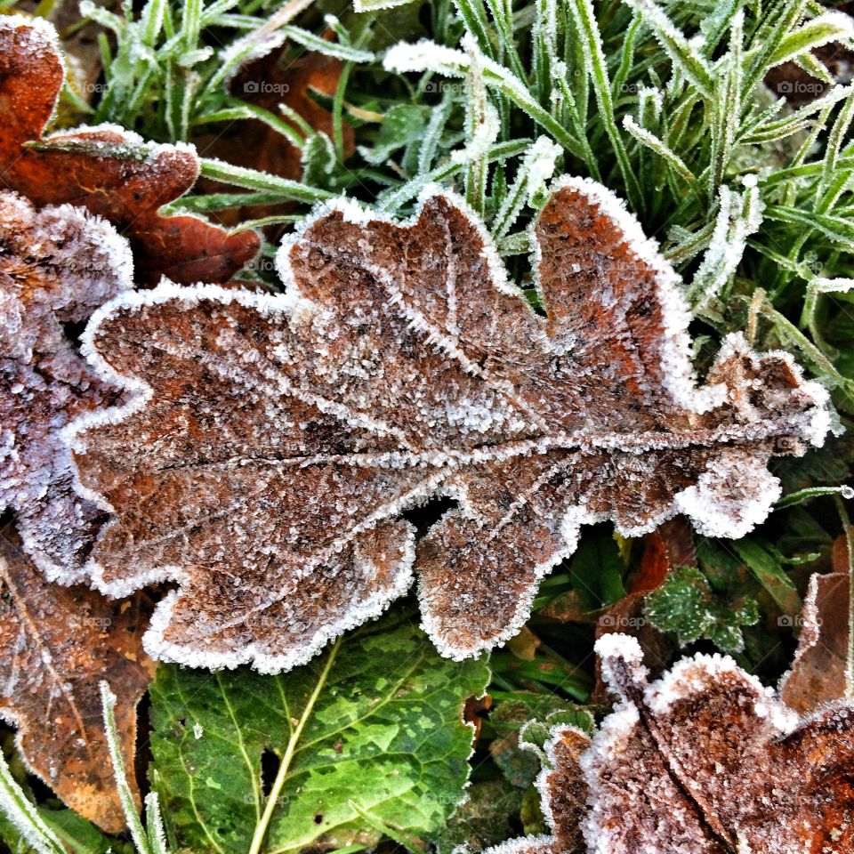 Nature, Leaf, Flora, Season, Frost