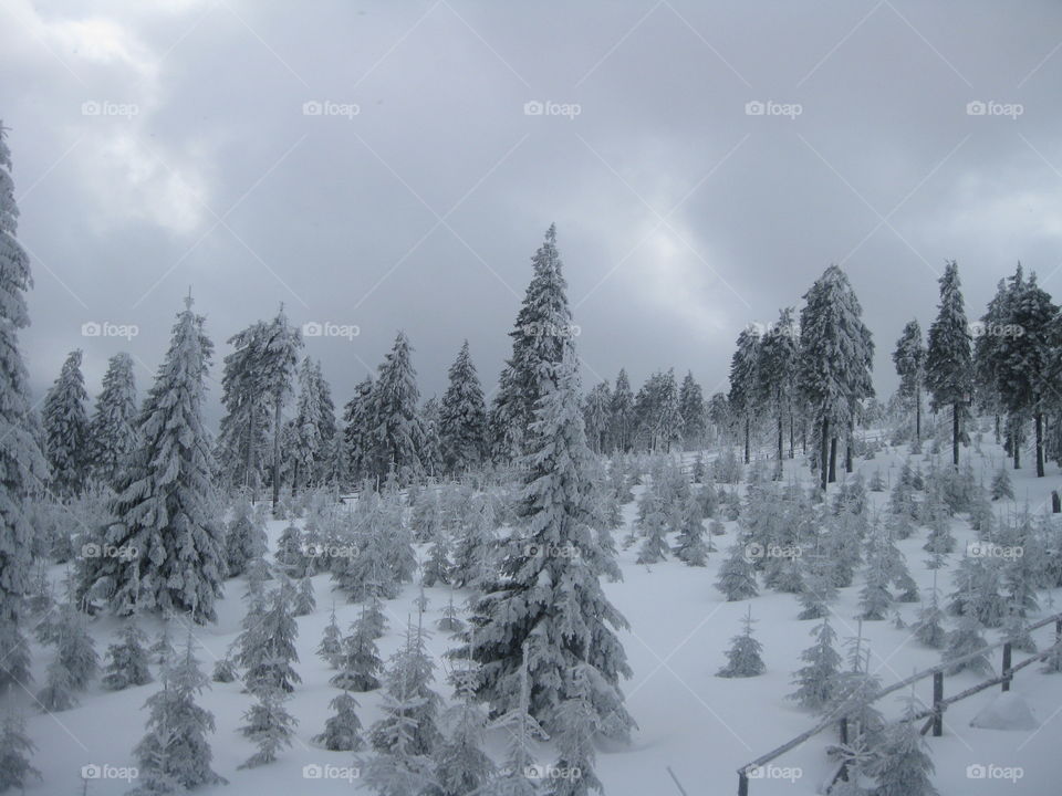 Snow covered pine trees in the forest
