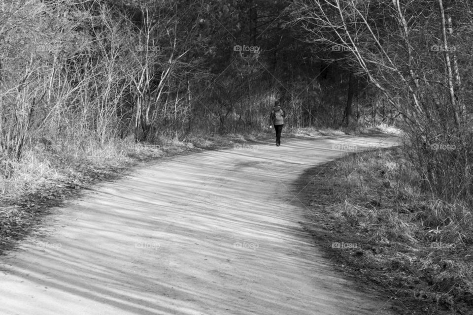 shadows on the ground from the trees in nature. Slovakia