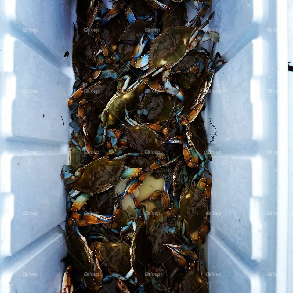 blue crab, ice chest, crabs, crabbing