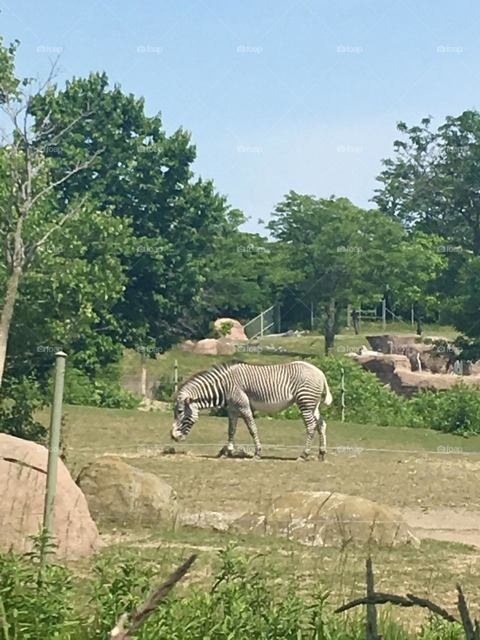 Zebra -  The Toronto Zoo