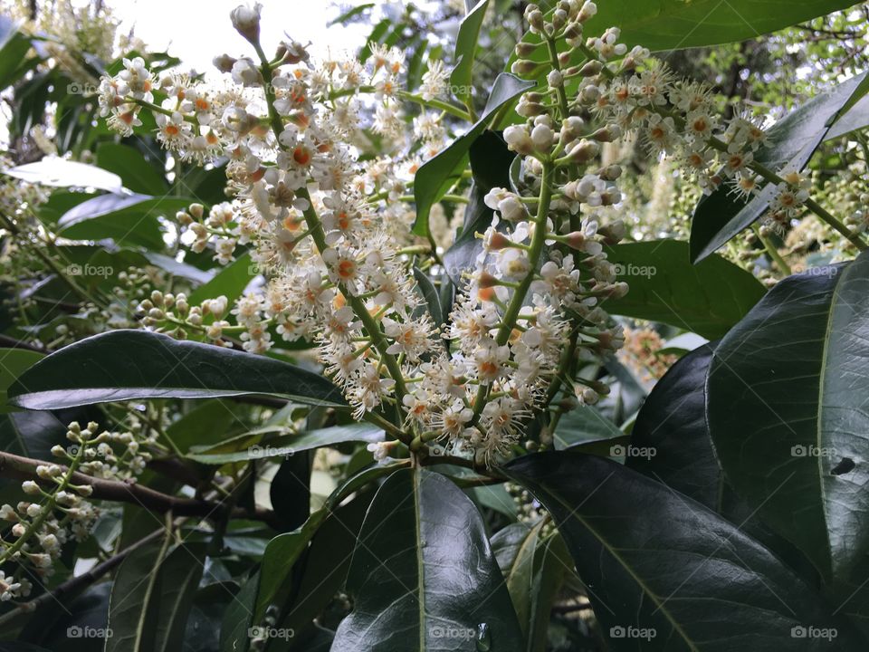 High angle view of white flowers in forest