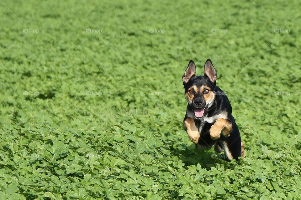 dog jump hund sprung by dryair