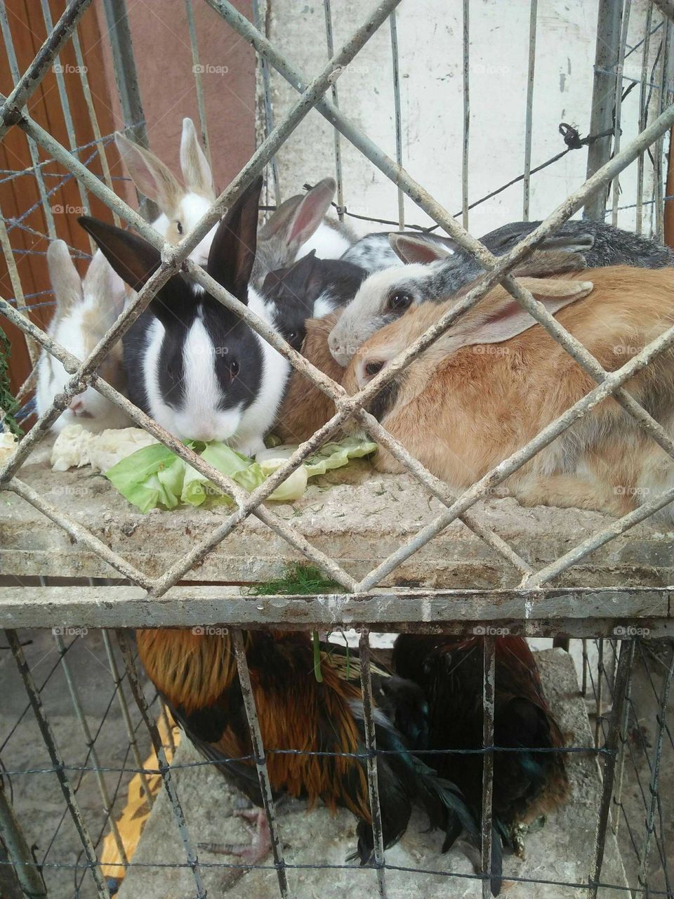 Beautiful rabits on cage eating vegetables