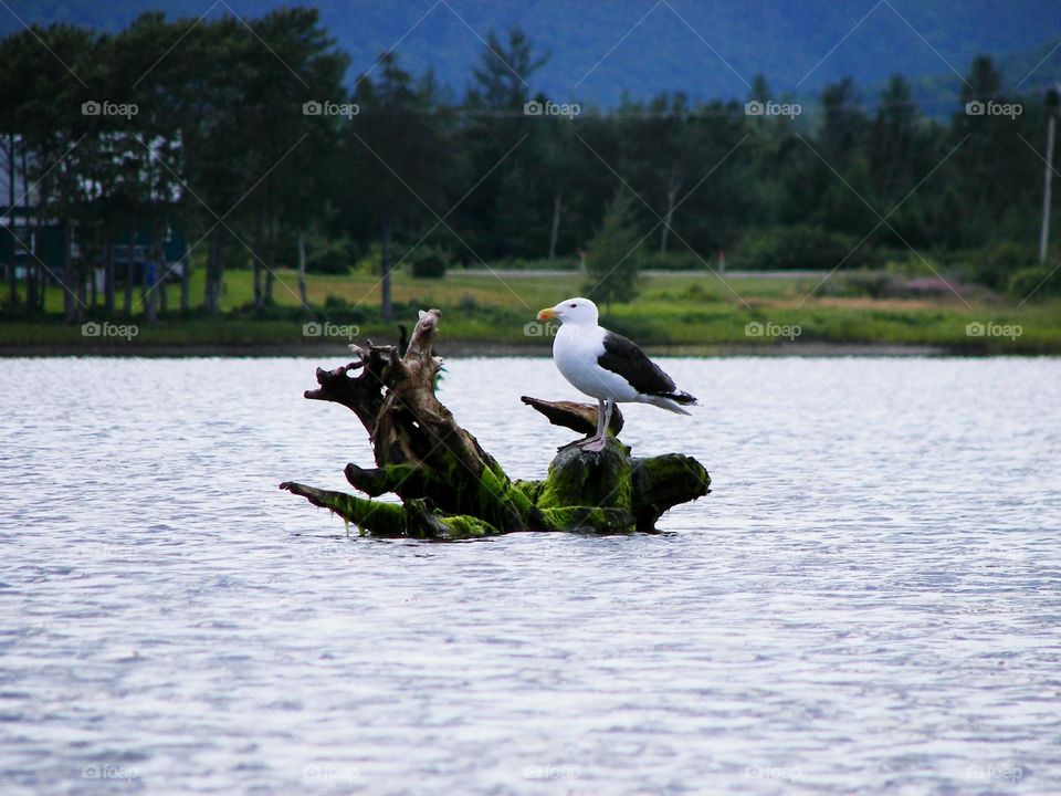 Seagull taking a rest