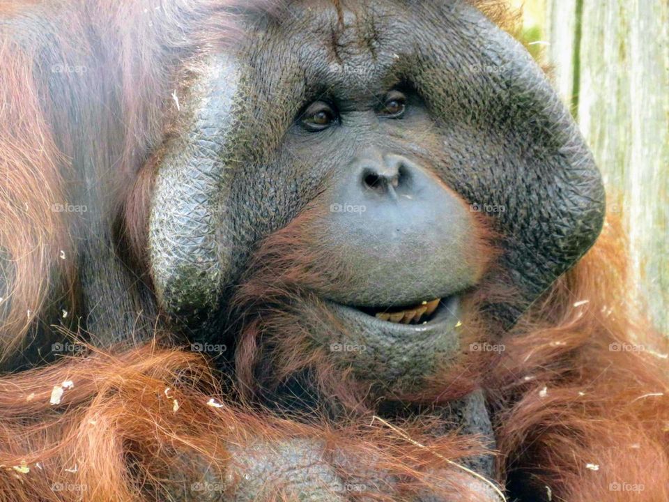 happy orangutan