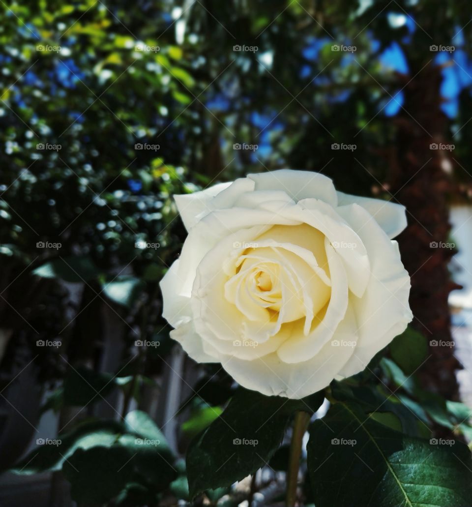 Beautiful white flower.