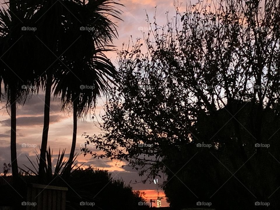 Colorful sunset through the trees 