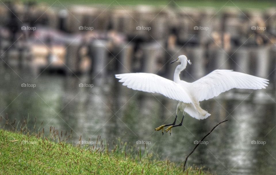 Flying Egret