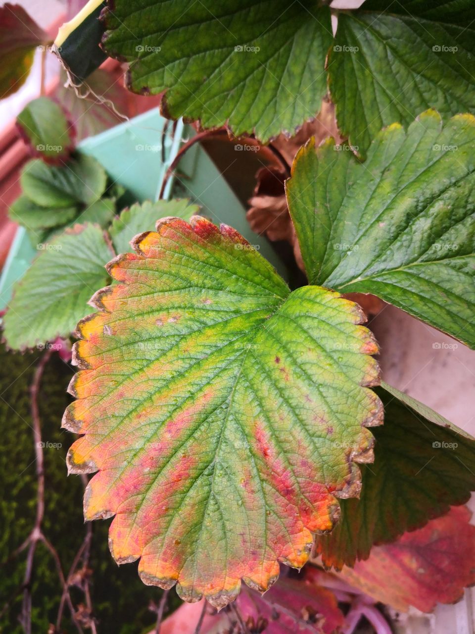 Strasberry leaf