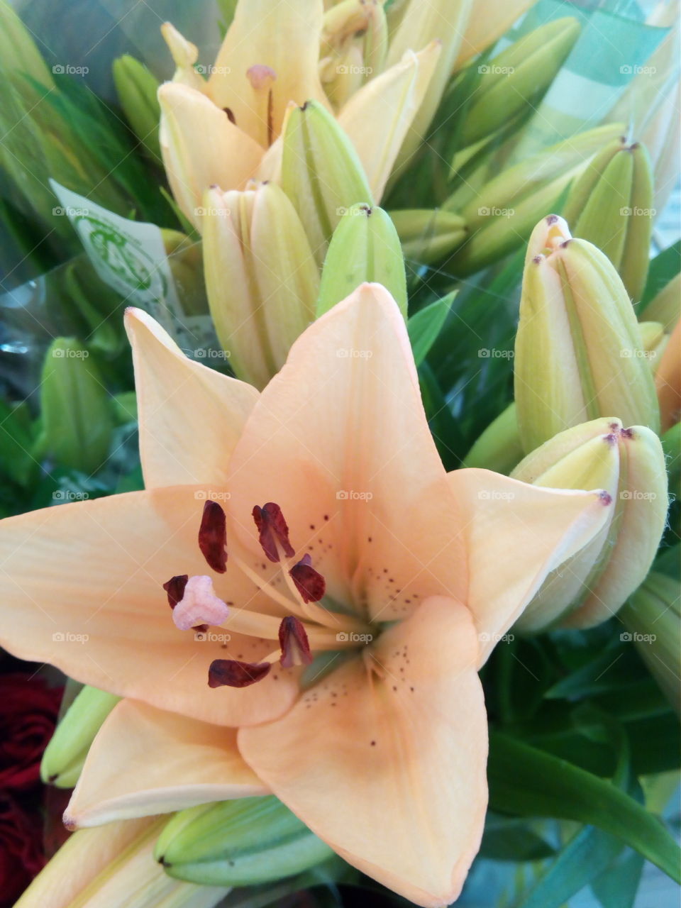 Flowers of the black forest