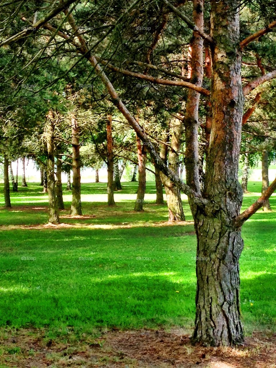 Sunlight in forest