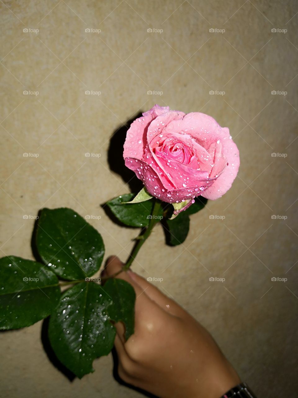 rose 1