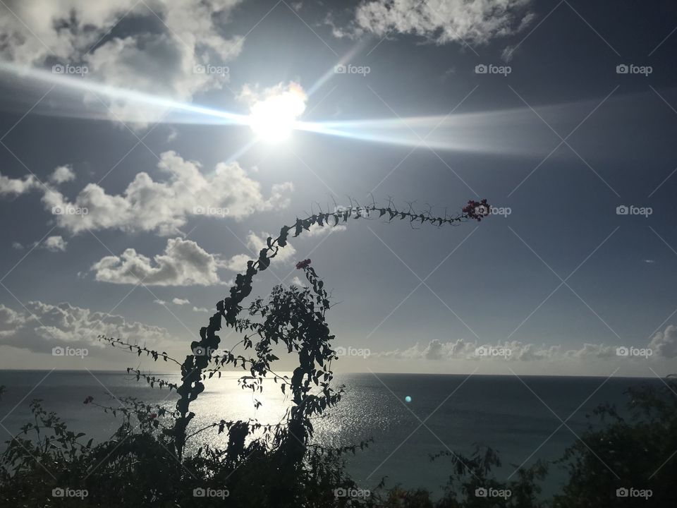 Sun makes it growing