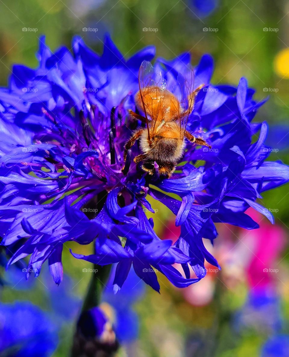 honey bee hard at work