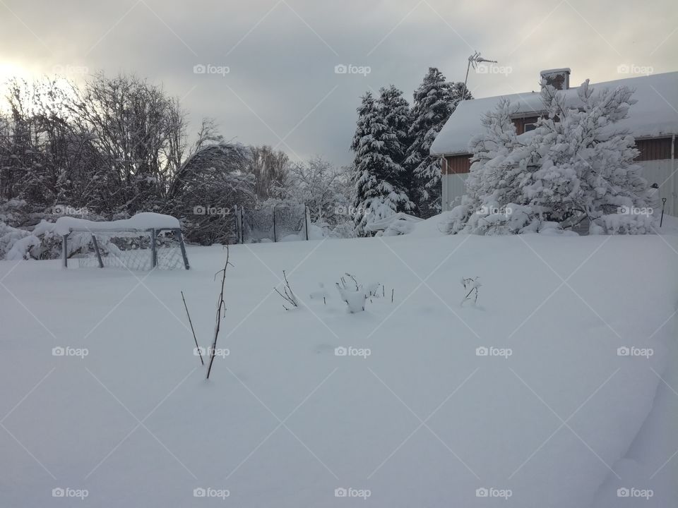 Snow, Winter, Cold, Frozen, Frost