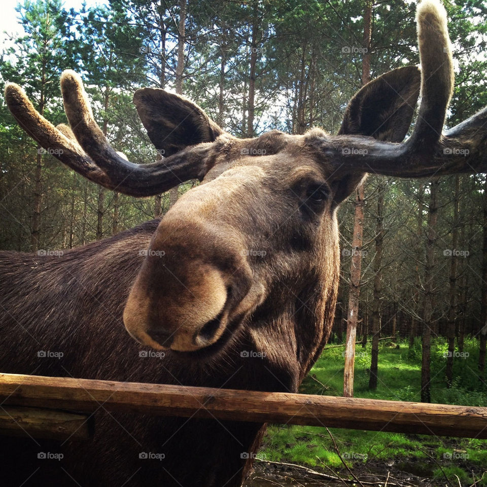 sweden sverige moose ed by lindajacobi