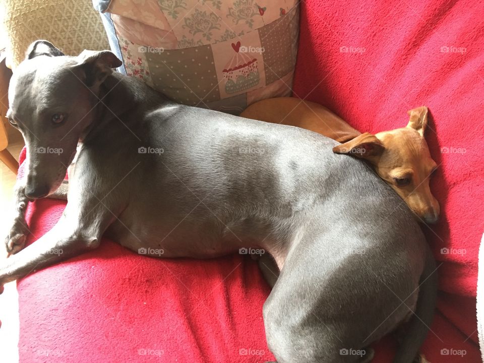 Amber the Italian greyhound puppy and Libby the whippet laid on the sofa together snuggling