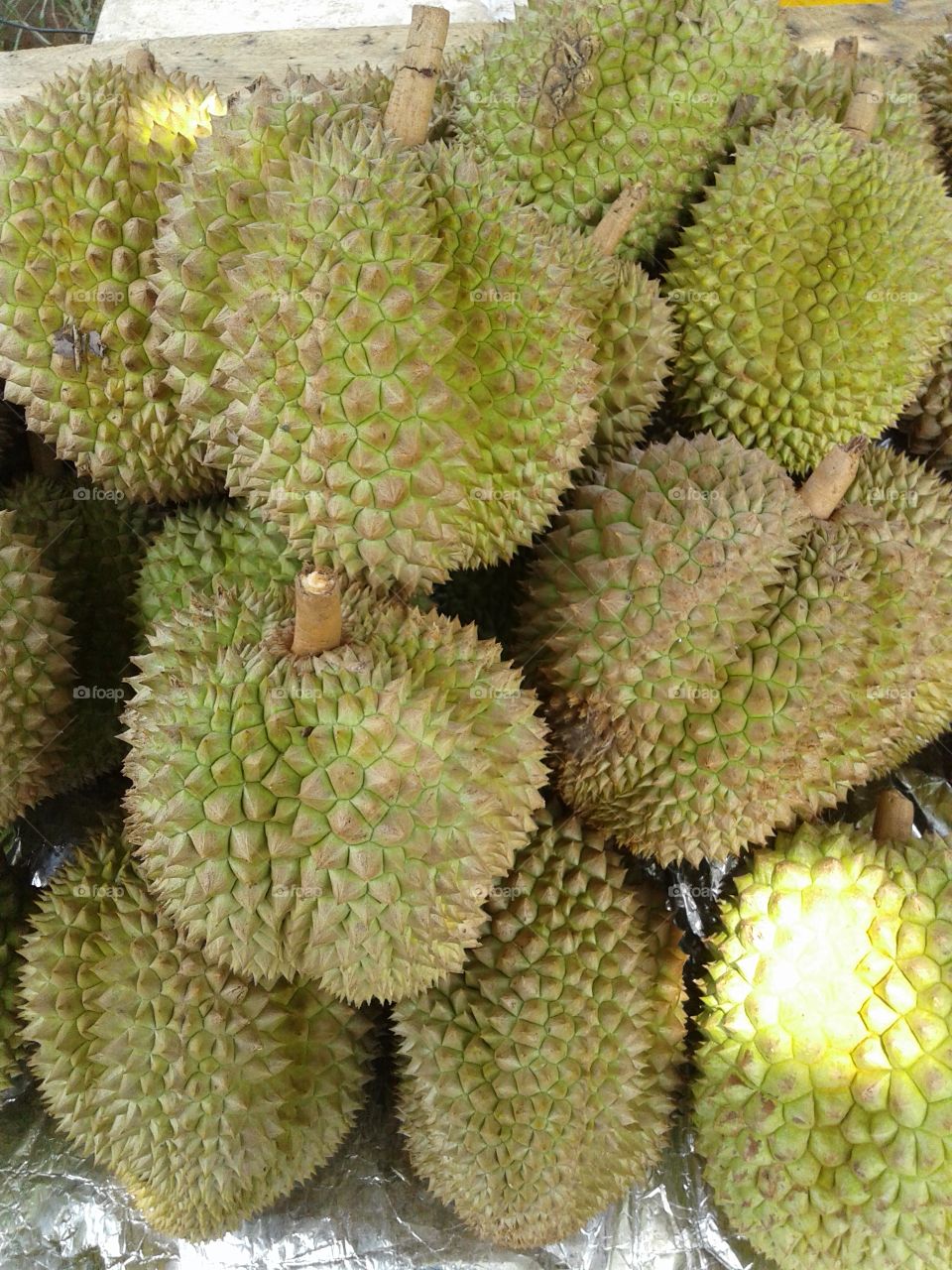 Durian species