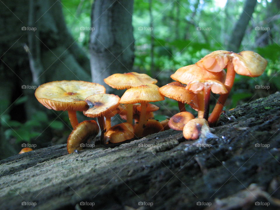 Mushrooms on the wood