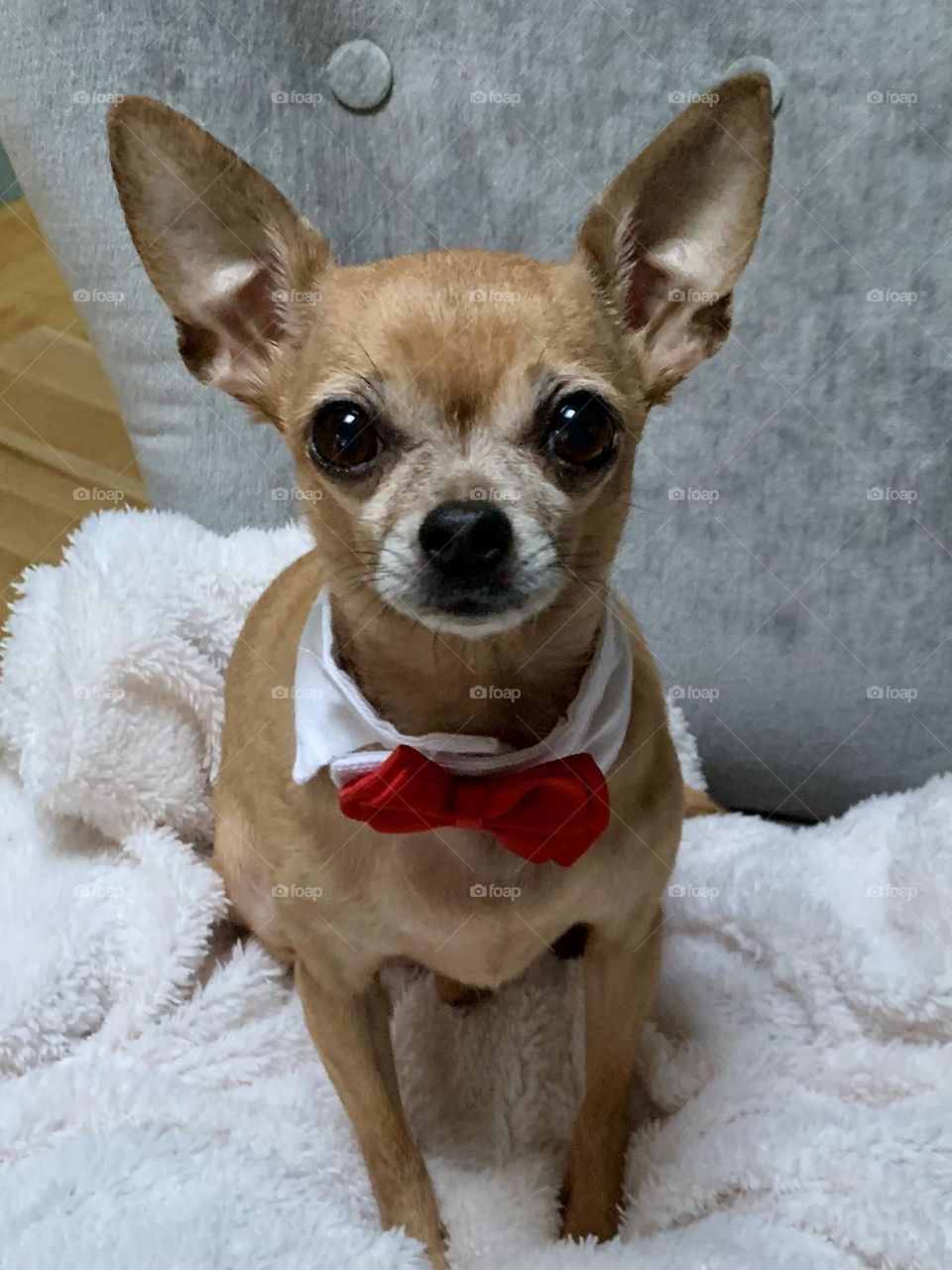 Chihuahua dressed for Christmas 