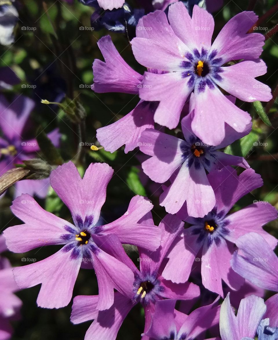 spring flowers pink