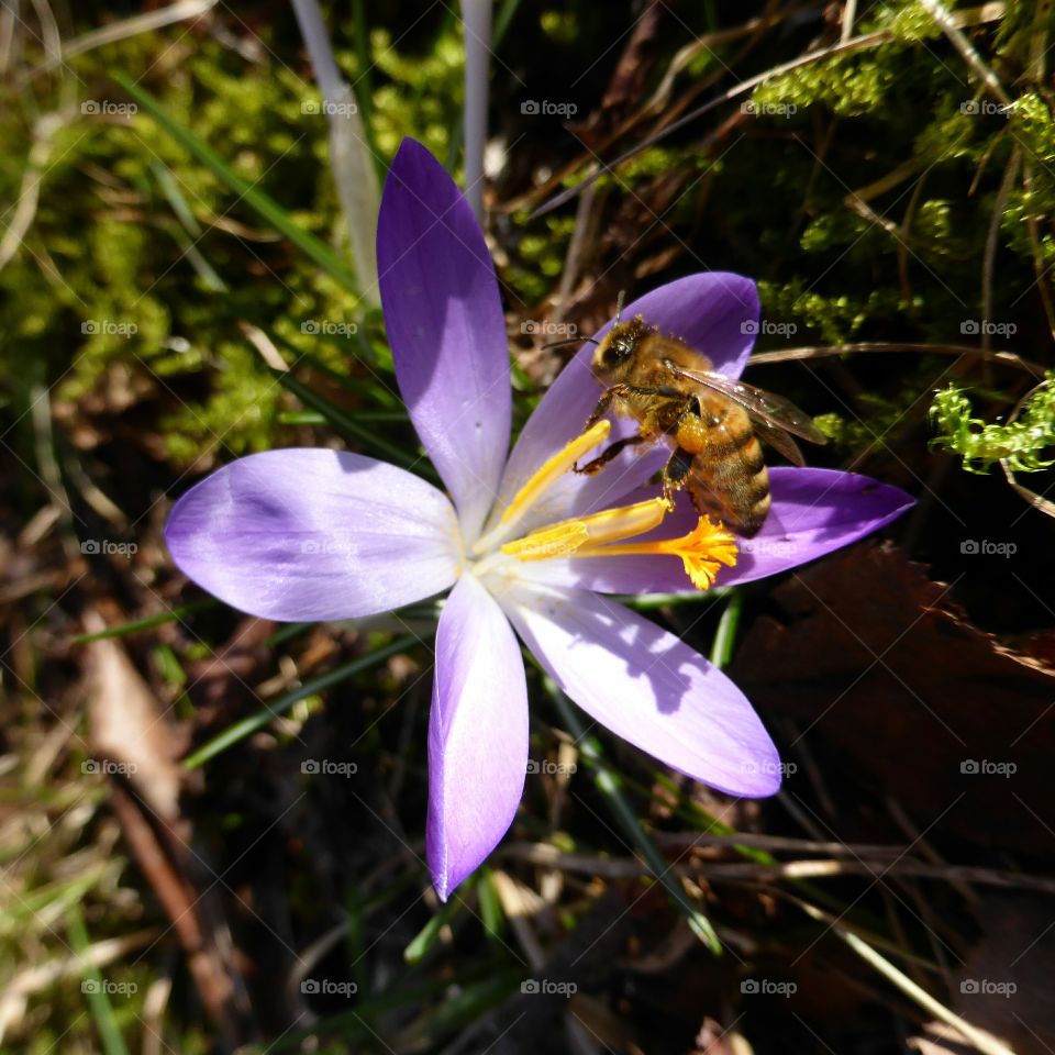 bee in crocus