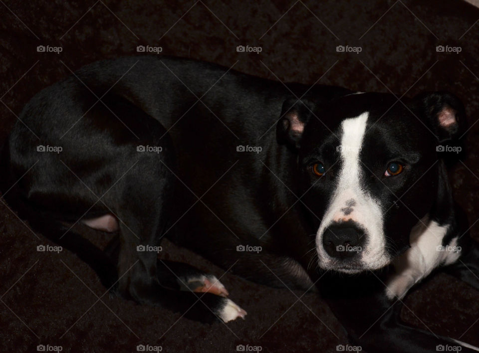 Pitbull Looking Pretty