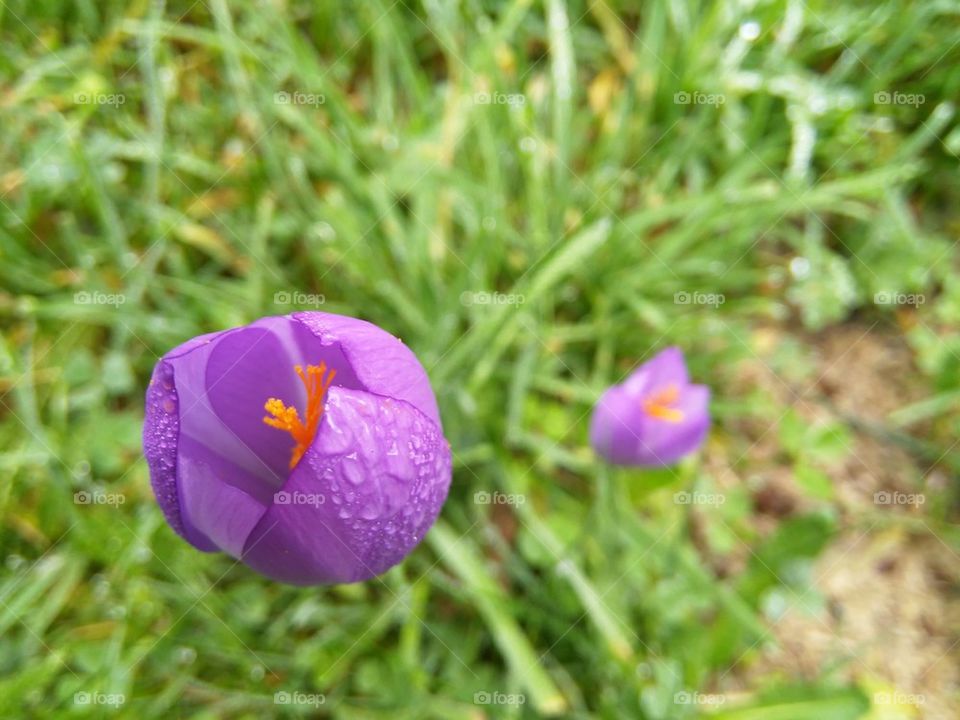 wild purple safron flower