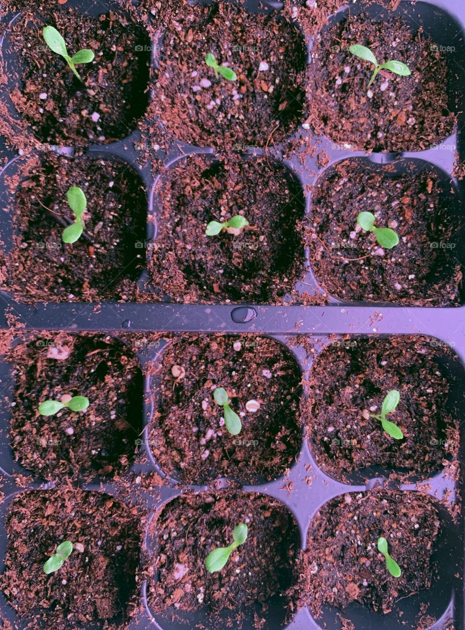 Overhead view of a tray of seedlings under a grow light