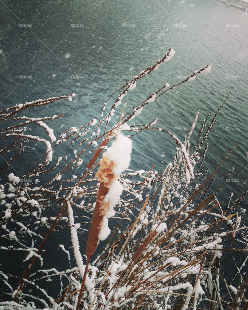snowy cattails
