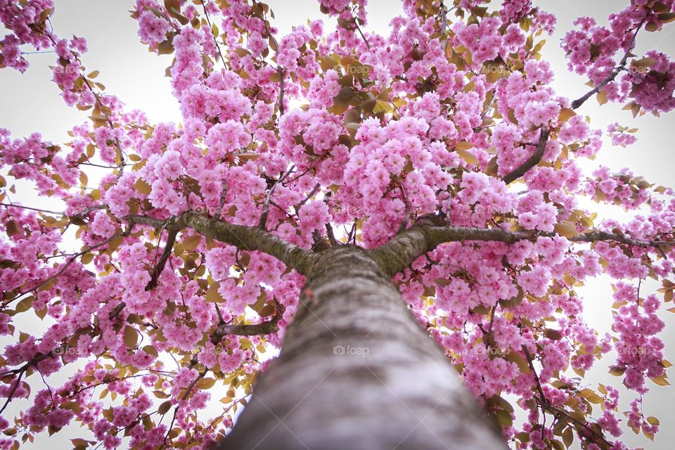 Pink tree