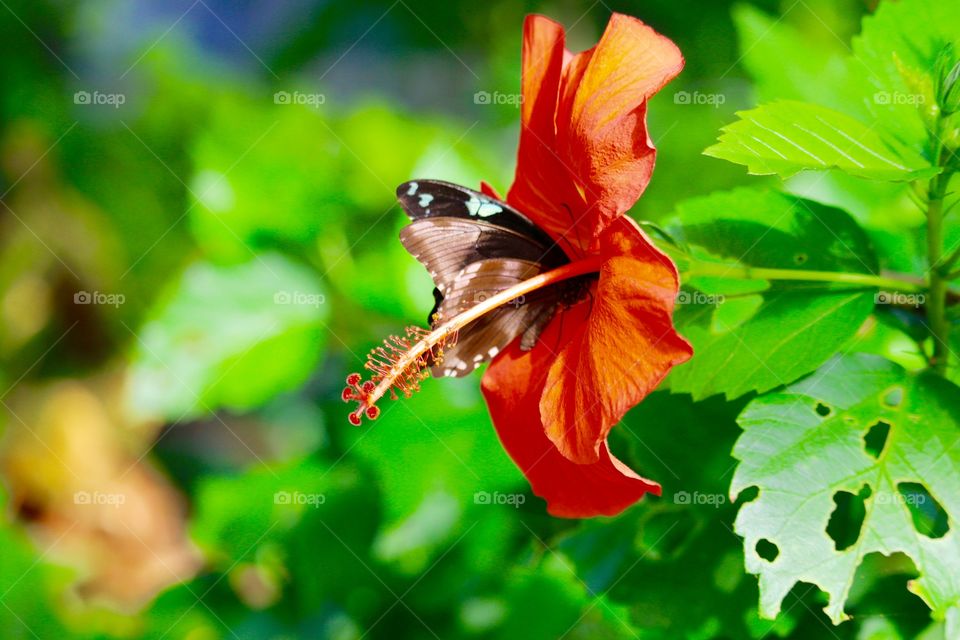 Butterfly on orange flower 