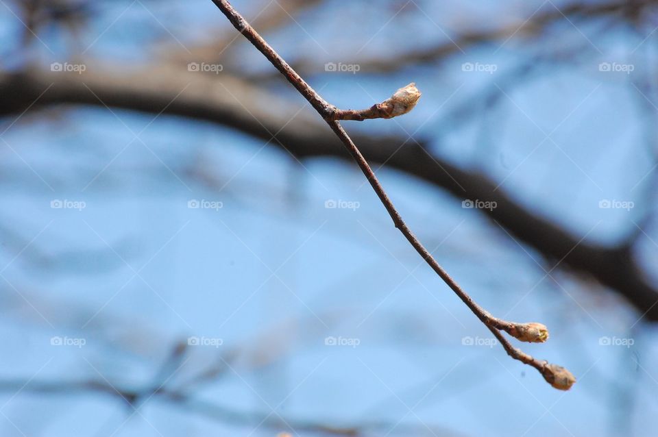 Spring buds