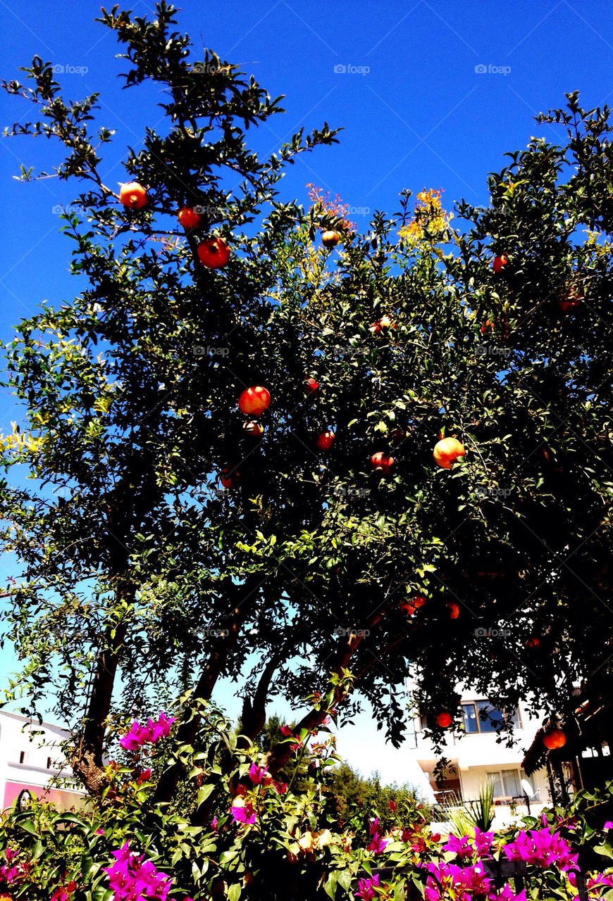 POMEGRANATE TREE