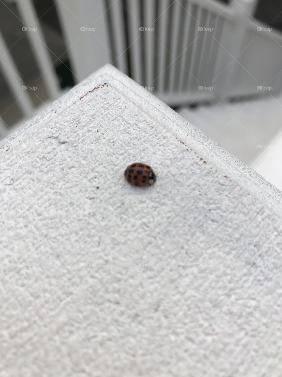 A beautiful Ladybug. Went outside to find this beautiful ladybug on my balcony. 