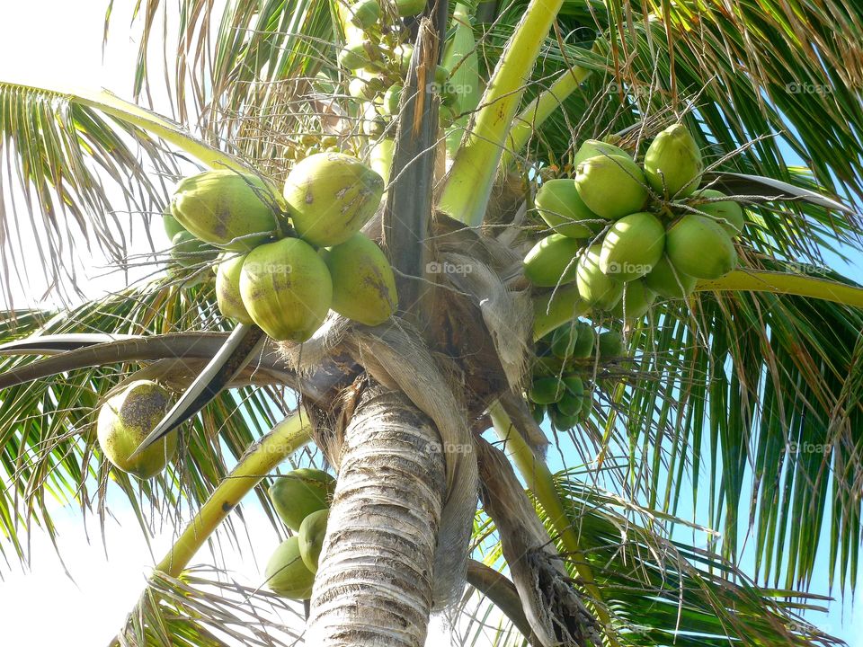 Under the Coconut Tree
