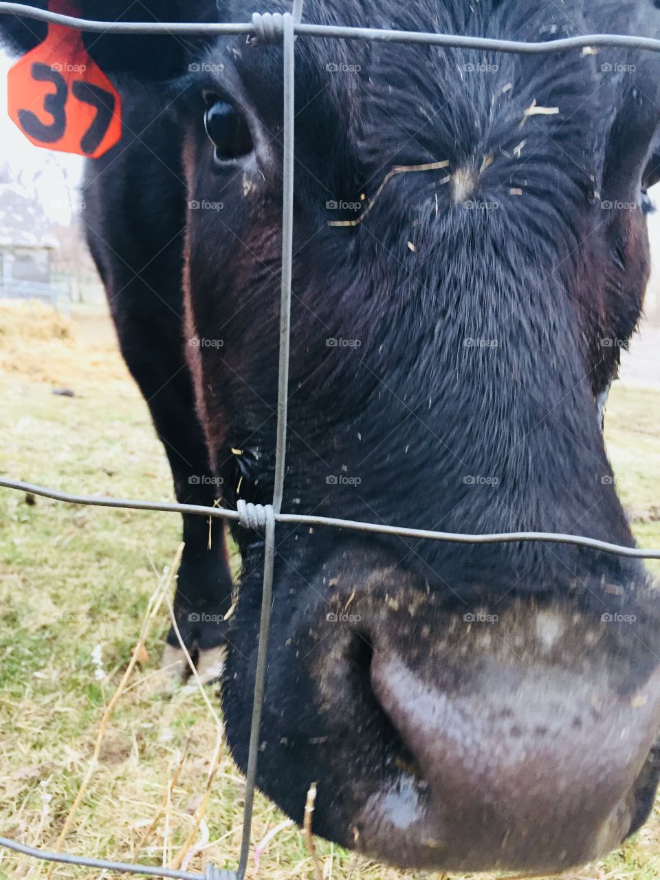 A young black steer with an ear tag pokes his nose through a wire fence, hoping for something green to eat
