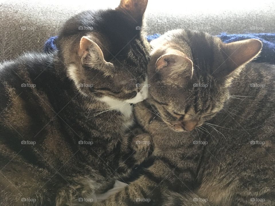 Cuddling kitties