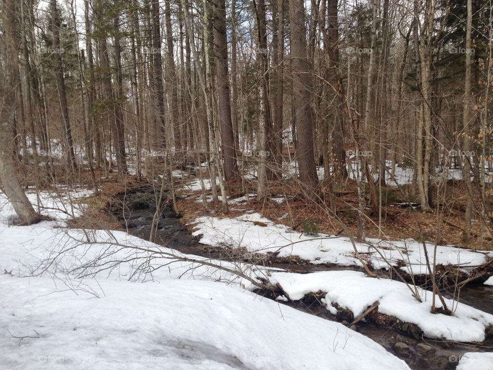 Snow, Winter, Wood, Tree, Landscape