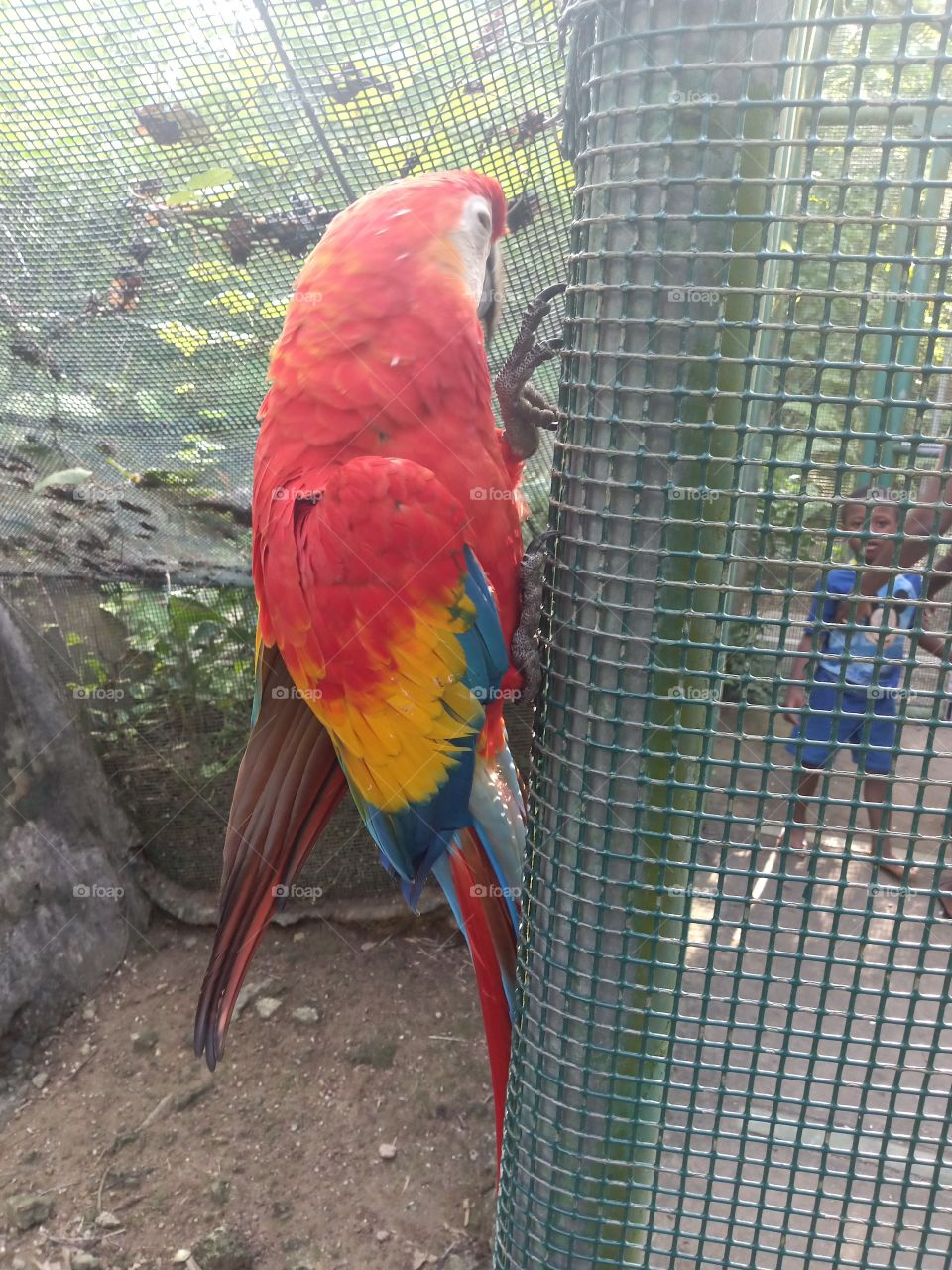 parrot