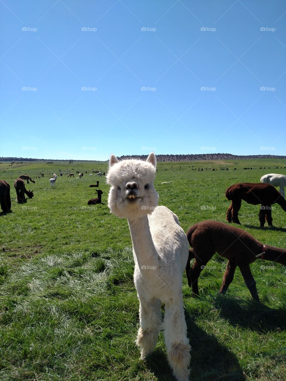 Alpaca showing off her smile